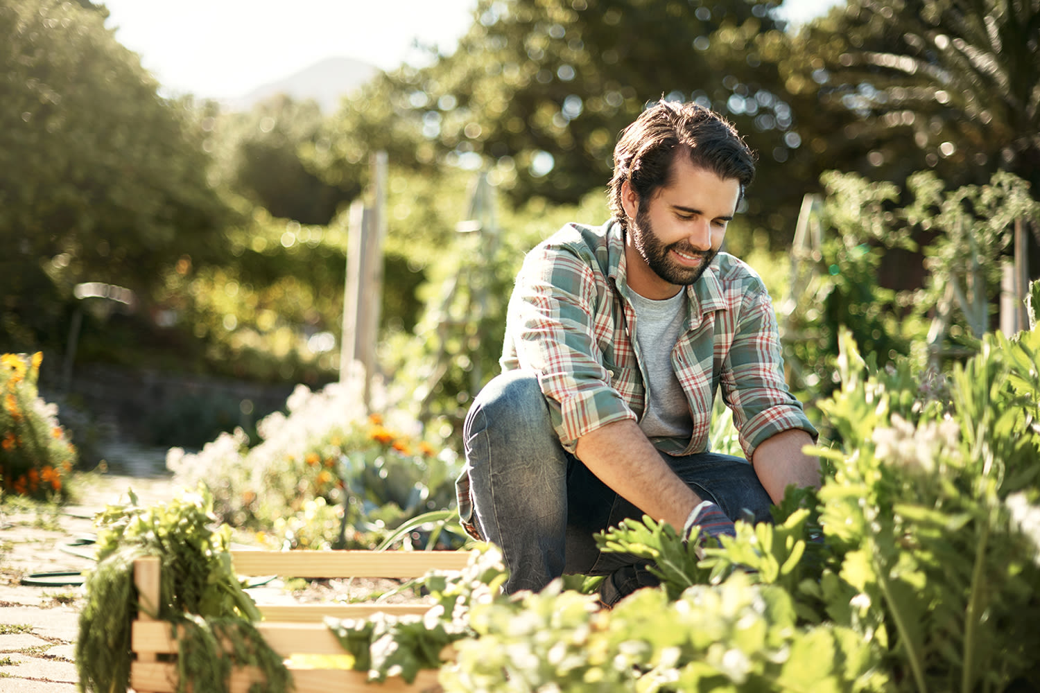 Image d’un homme qui plante des légumes dans un potager