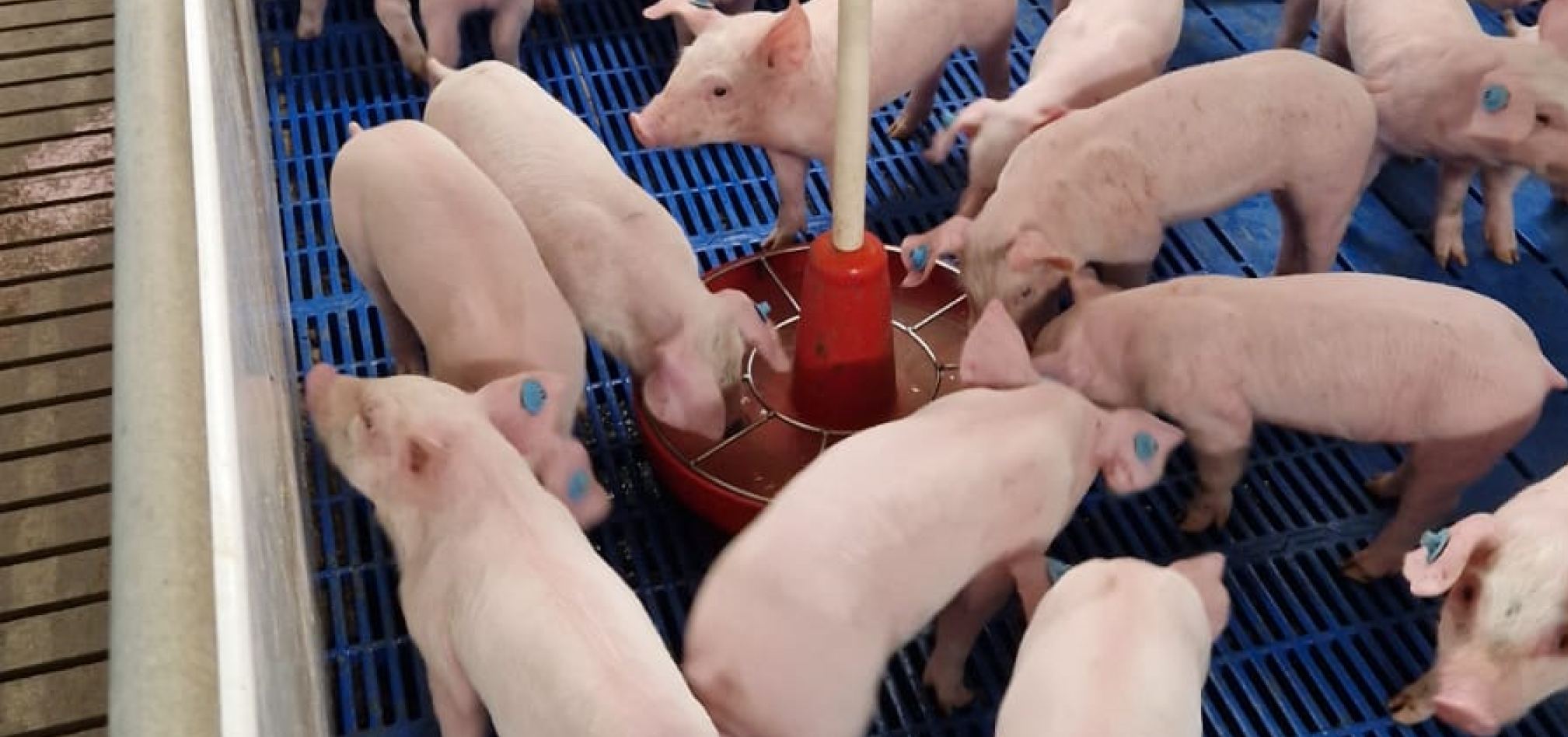 Biggistar gamma opti 968x455px