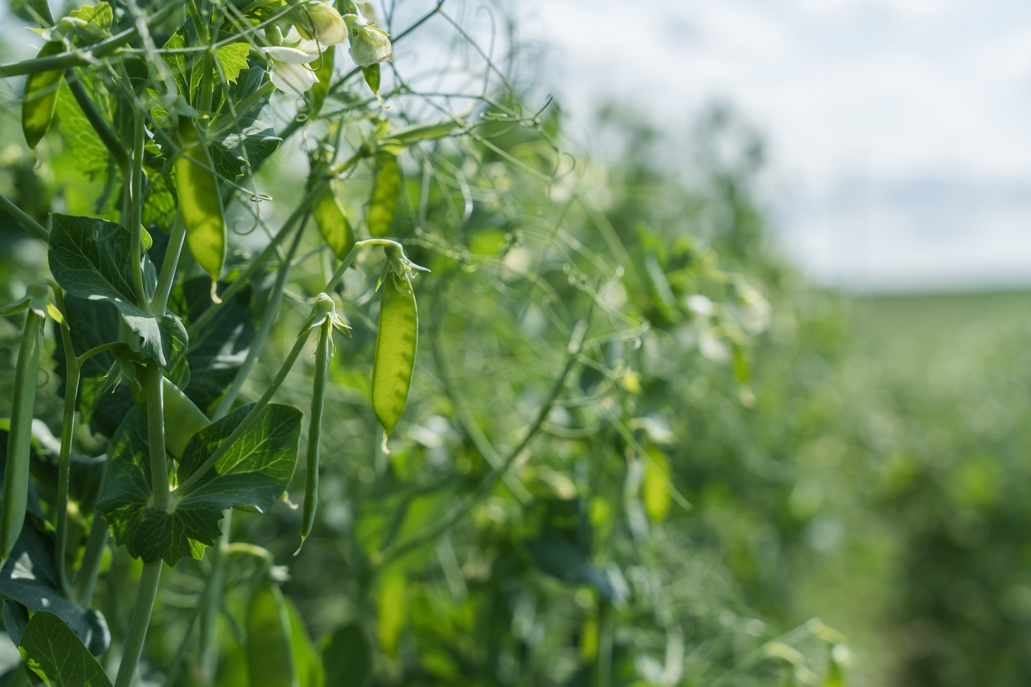 Plant-powered ingredients.