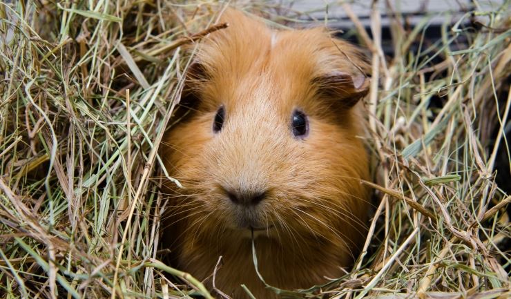 cavia