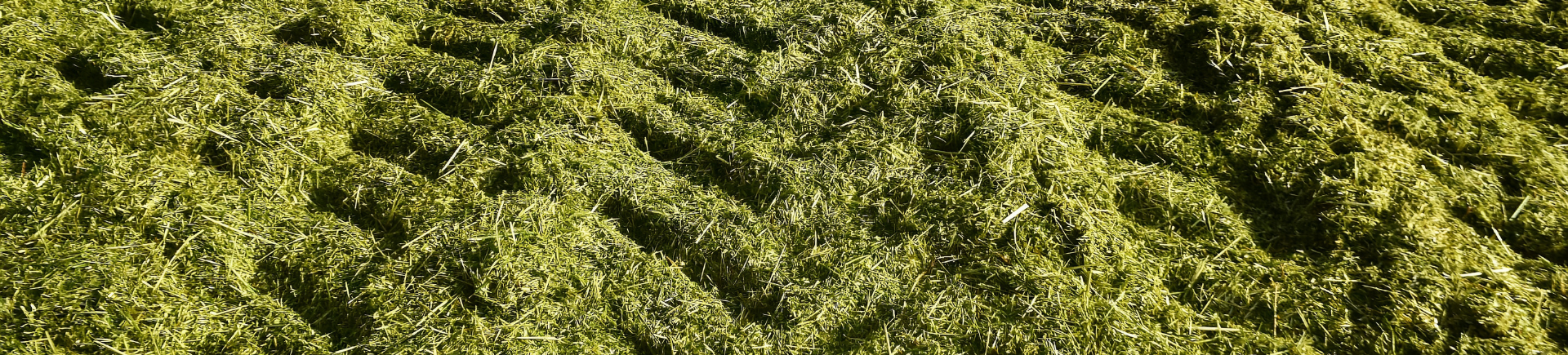 Ruwvoer - Zomer - Grasoogst 