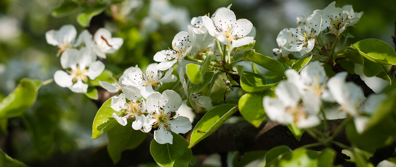 Onze adviseur in de fruitteelt
