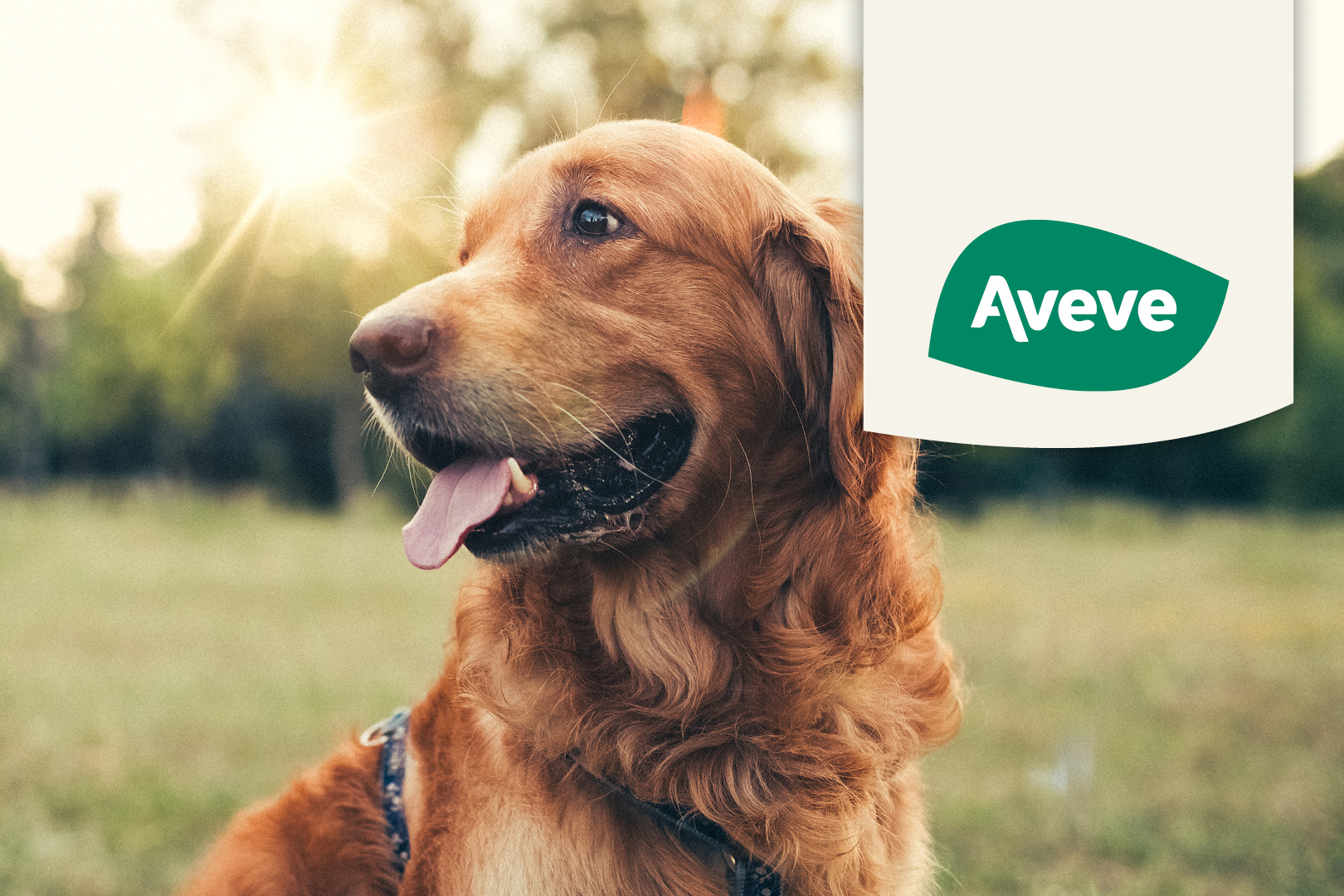 Aliments pour chiens Aveve 