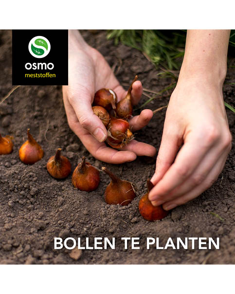 Bollen planten