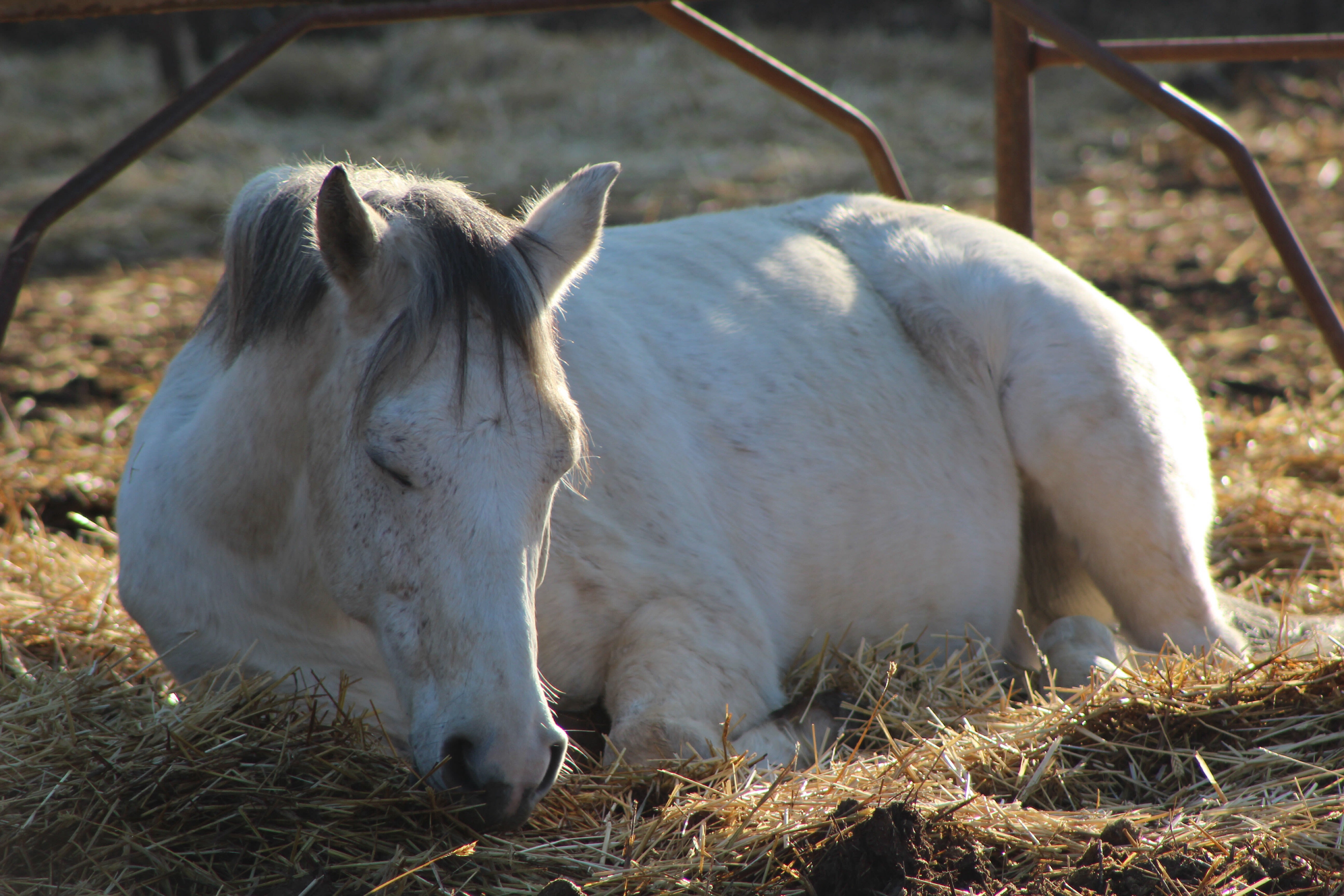 Alles voor paarden aveve bodembedekking stal