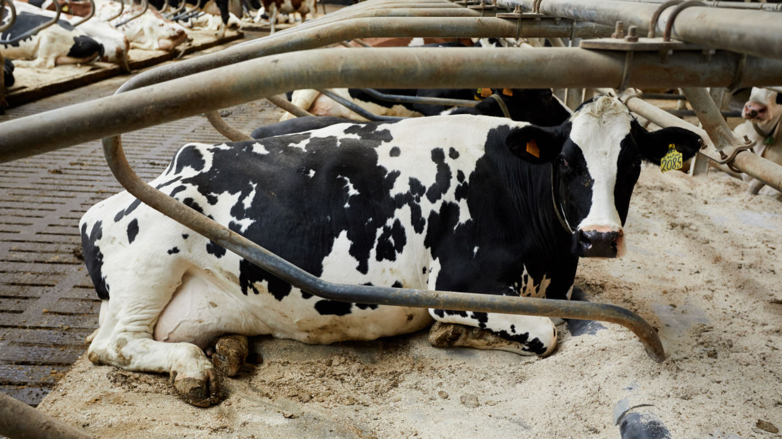 Melkvee banner 1280x720px