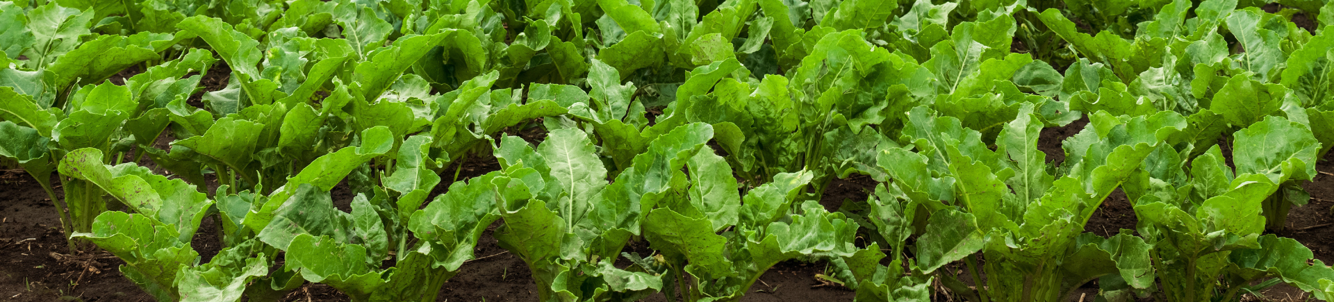 onkruidbestrijding in de bieten