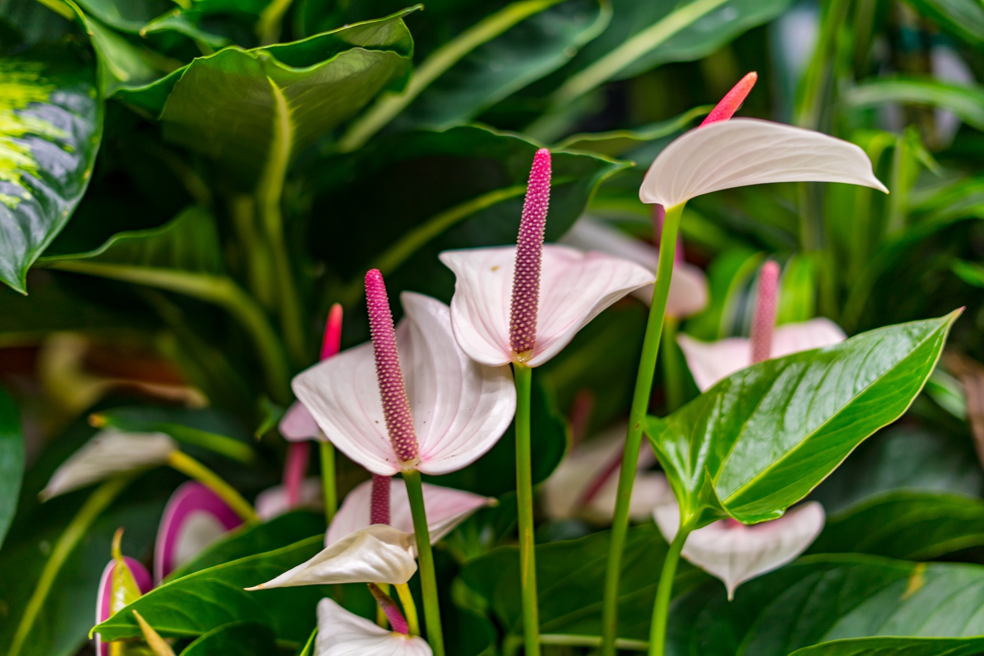 image banner: flamingoplant