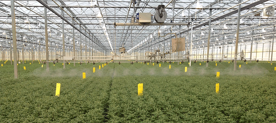 gewasbescherming sierteelt