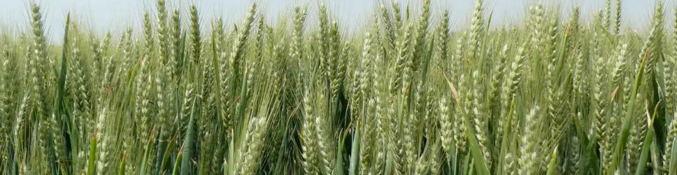 RGT Farmeo image & text