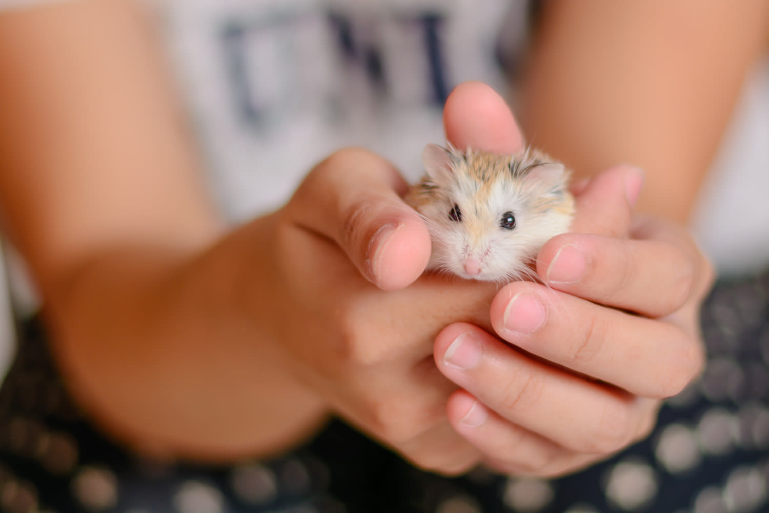 Hamster in hand
