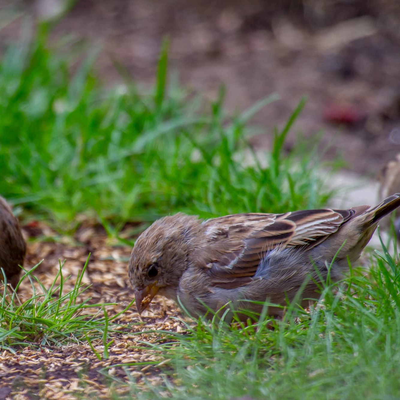 Vogels op gezaaide grasmat - Aveve