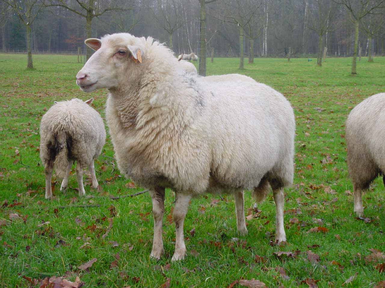 RTS Image schapen