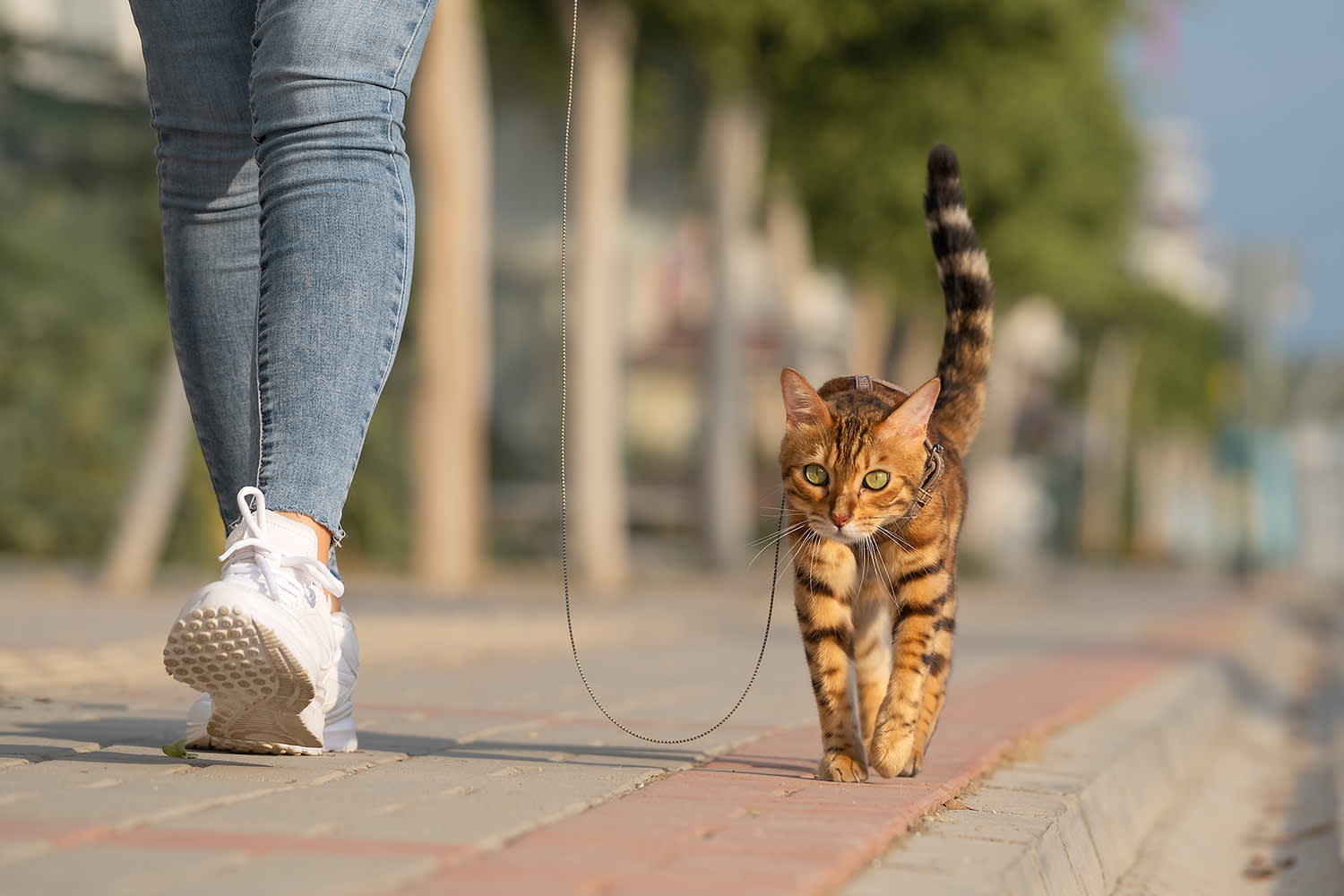 Propriétaire et chat en promenade – Aveve
