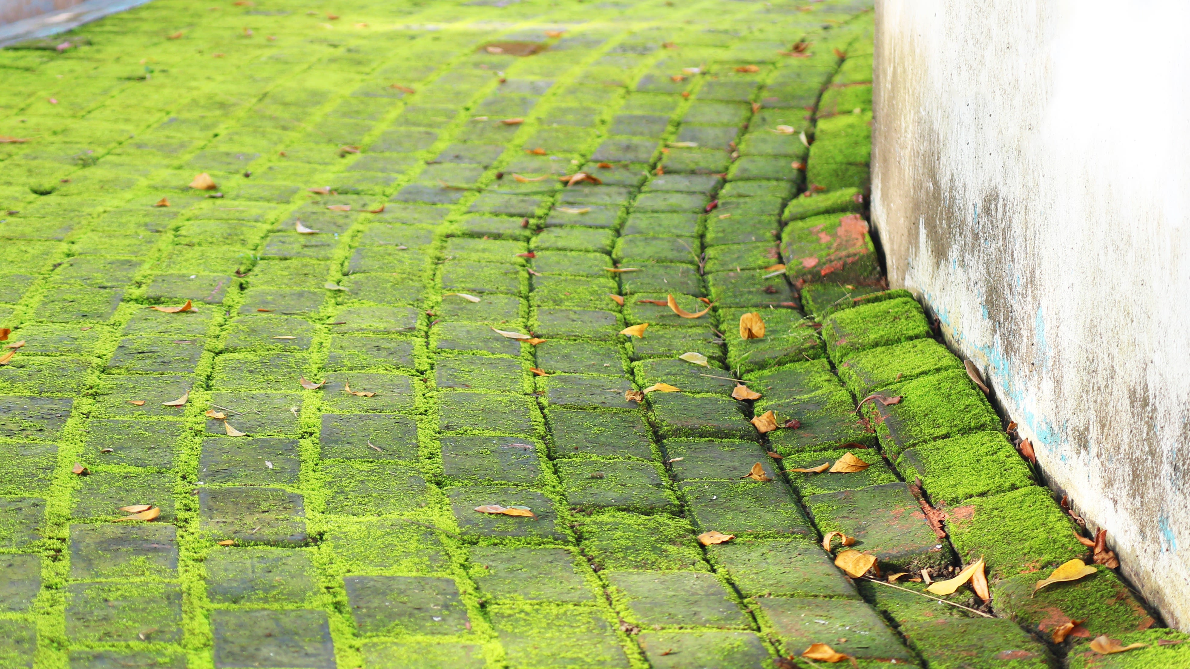 Alles voor je tuin aveve mos en groene aanslag