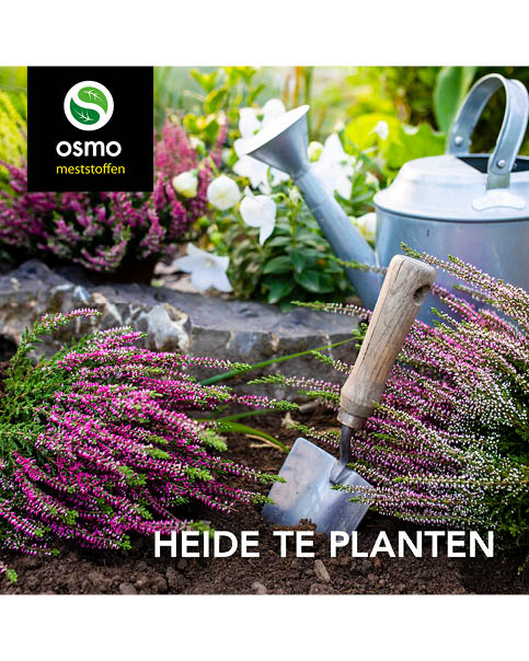 Heide planten