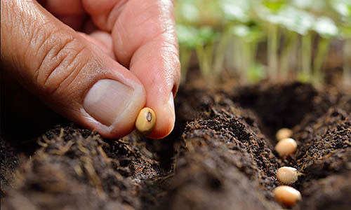 Alles voor je tuin aveve groetenzaden