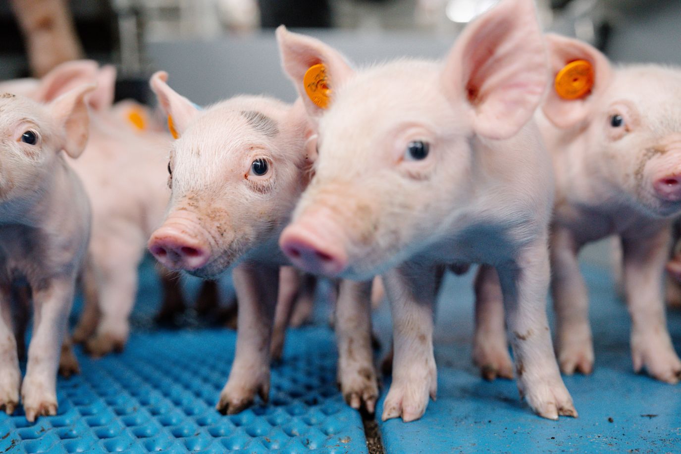 25.06.2025_Nieuwsbrief_AN