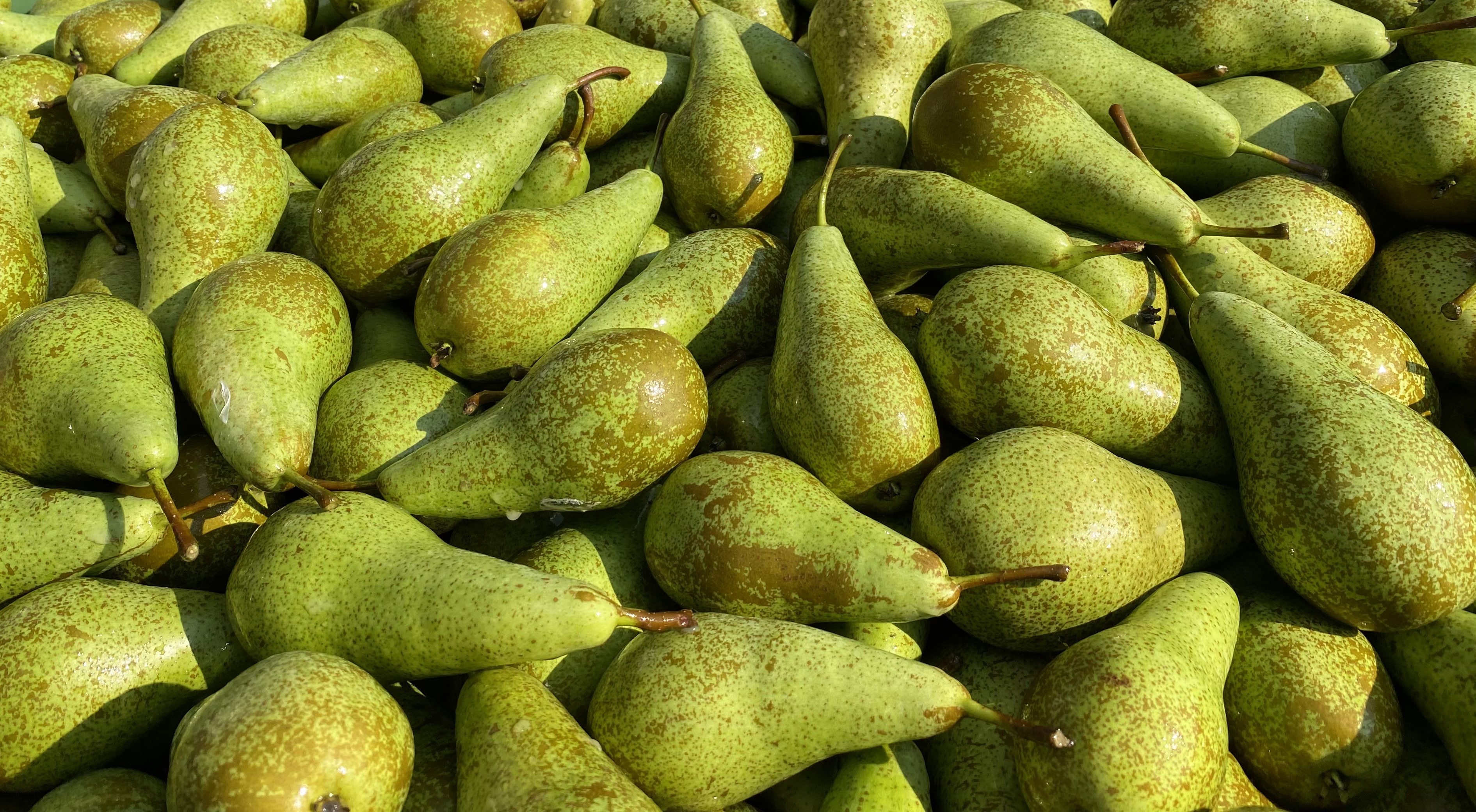 Fruitsmart nu ook op peren