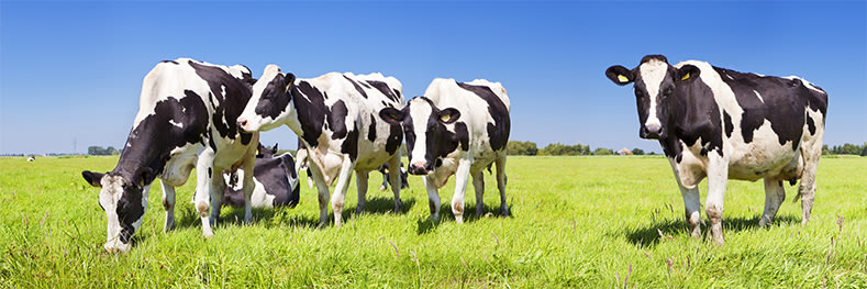 Get your transition cows ready, with Rumen-Ready®