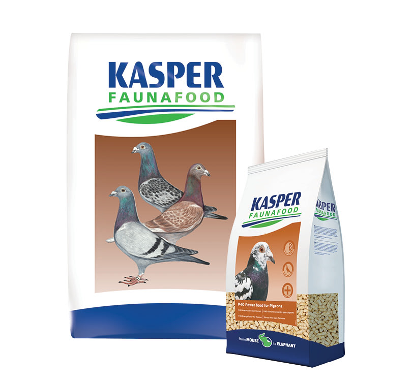 Kasper Faunafood Postduiven P40