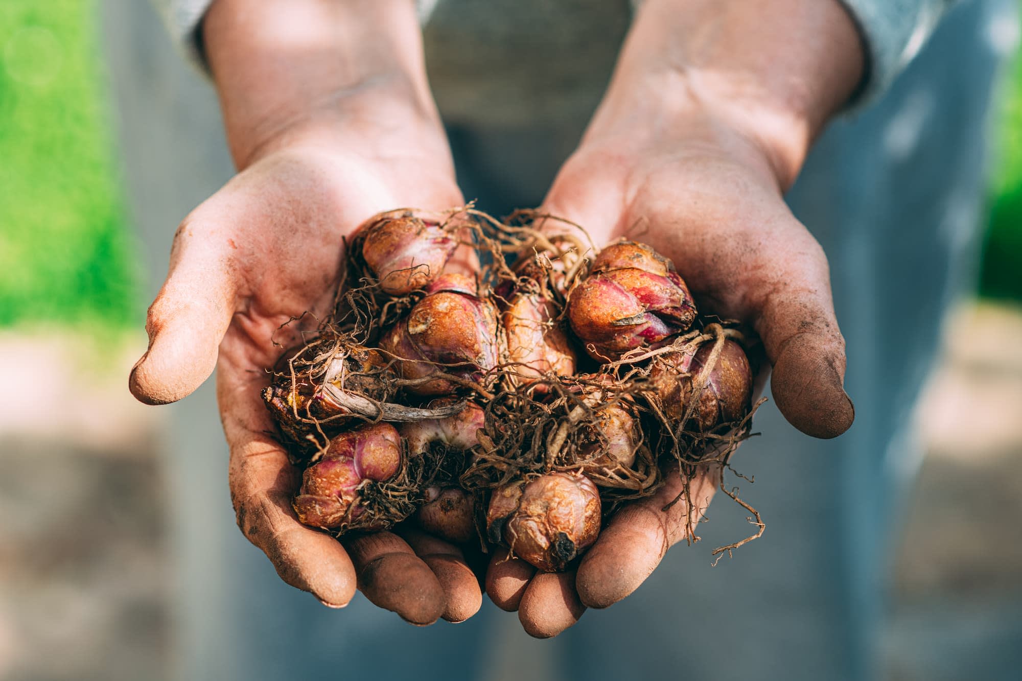 Bulbes de fleurs dans les mains d’un jardinier – Aveve