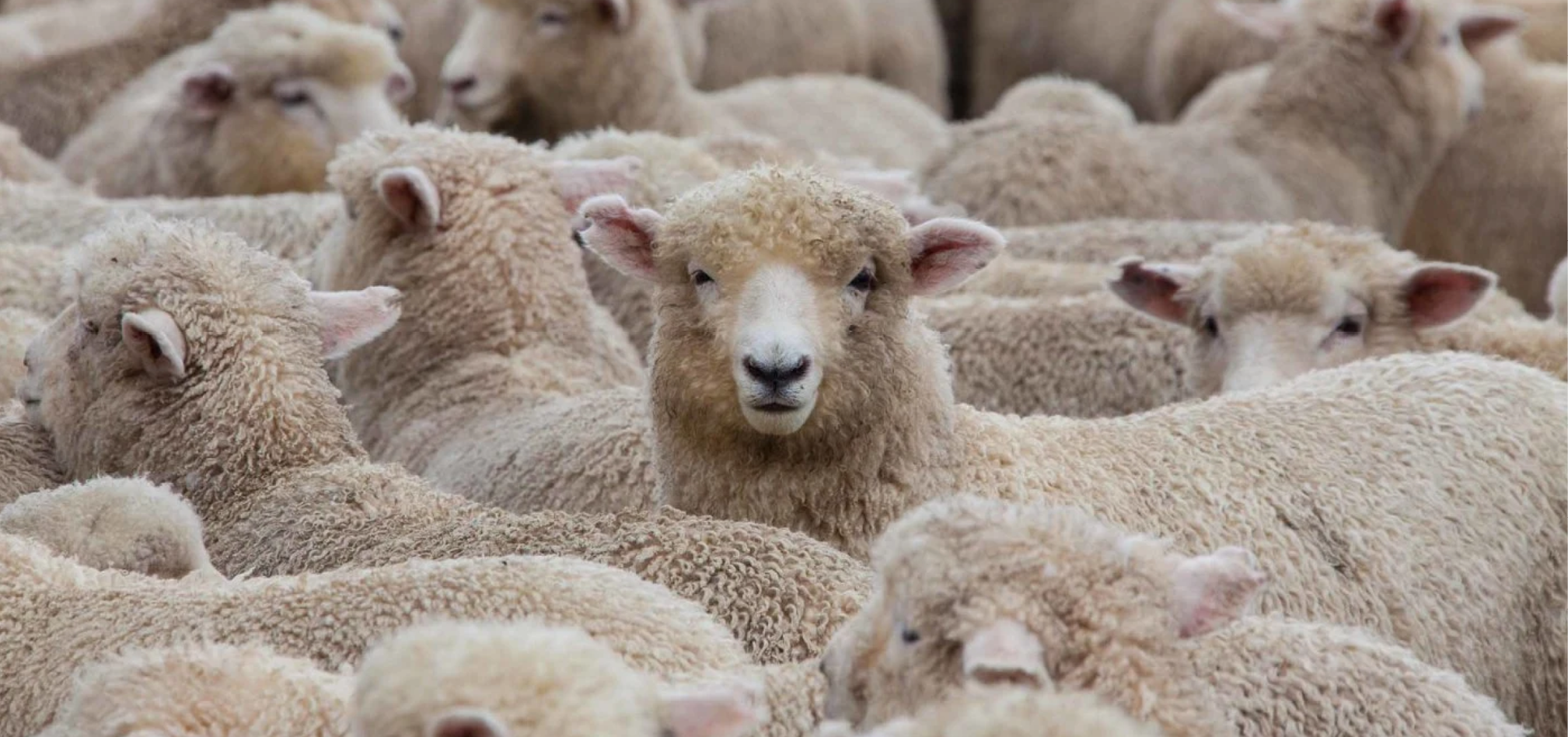 Schapen afbeelding 2 968x455px