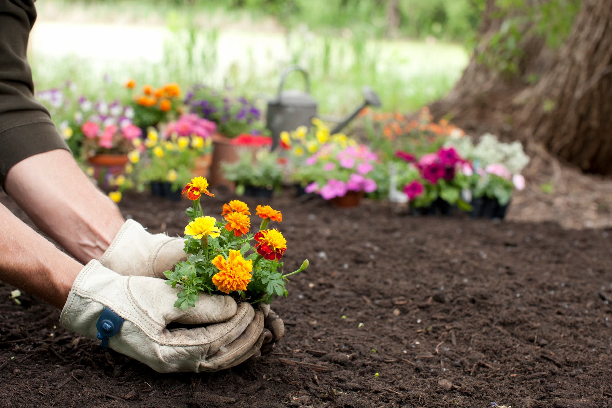 Aménager un jardin d’ornement – Aveve