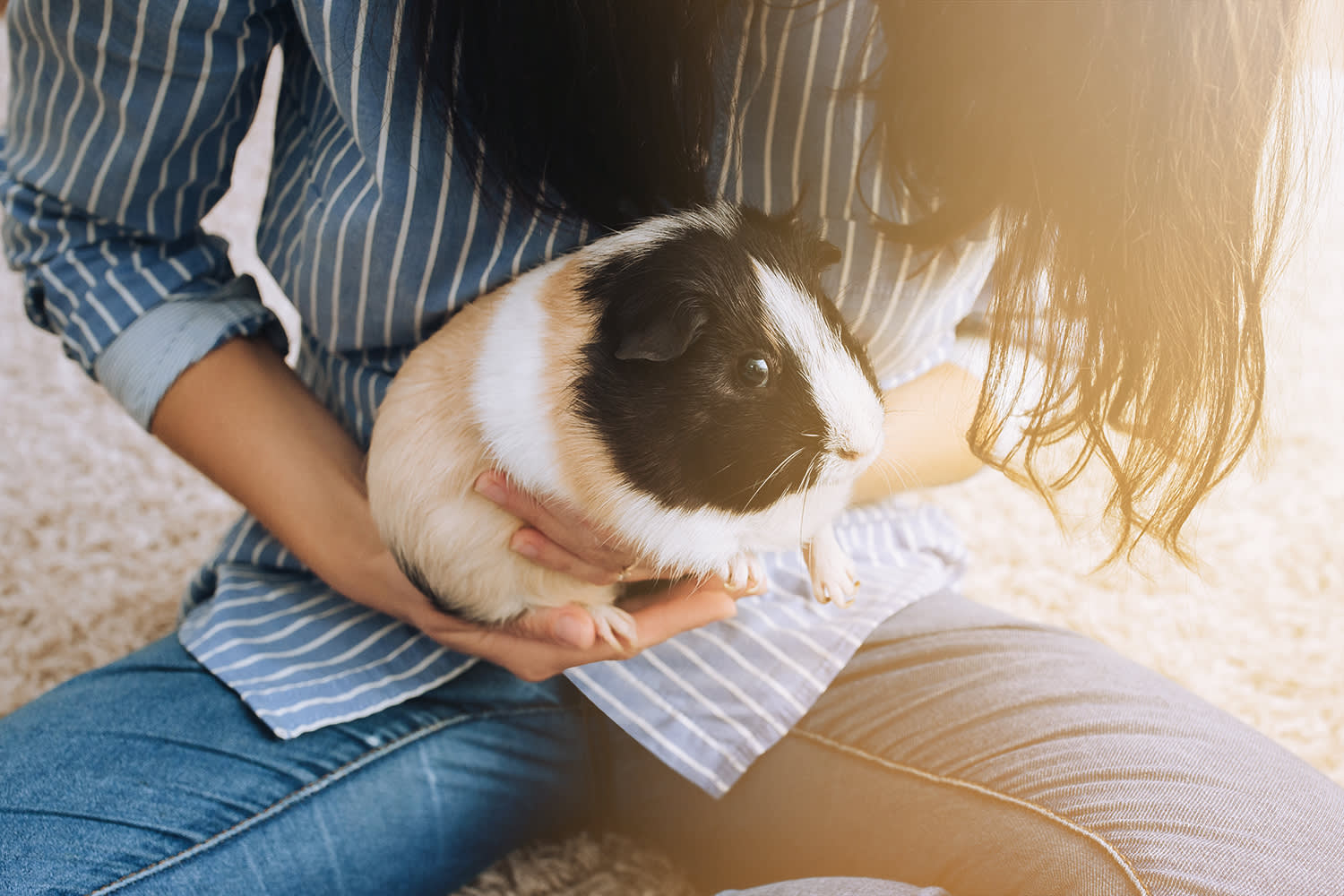 Zo geef je een cavia een warme thuis