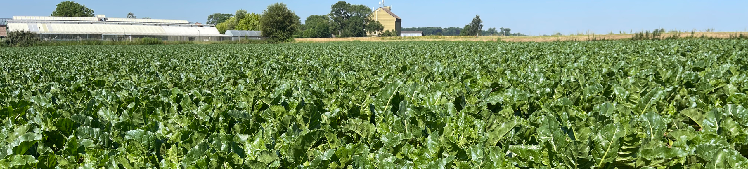 Sulfco suikerbieten 1920x435px