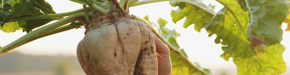 Suikerbiet 968x250px