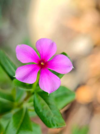 Tuinplant in de kijker: Kleine maagdenpalm
