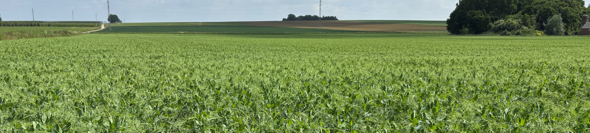 Yellow peas: from seed to field full of life banner
