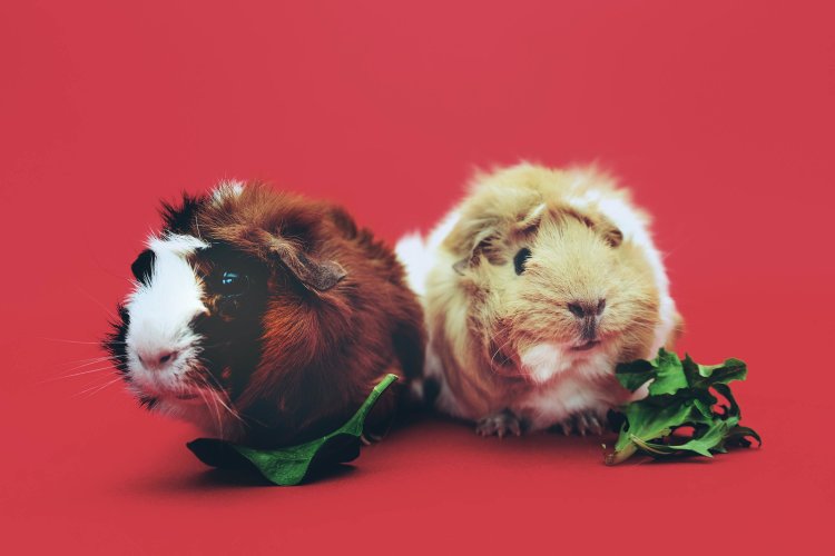 Cavia's