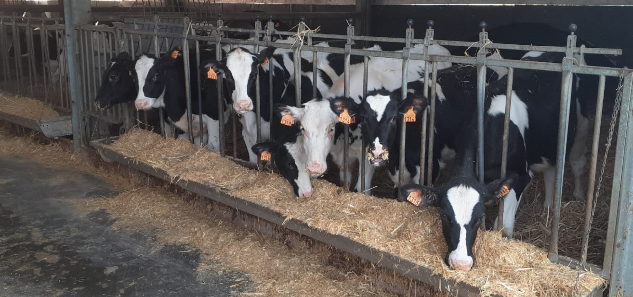 Jongveevoeders pensontwikkeling 968x455px