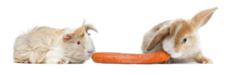 rabbit and guinea pig eating a carrot