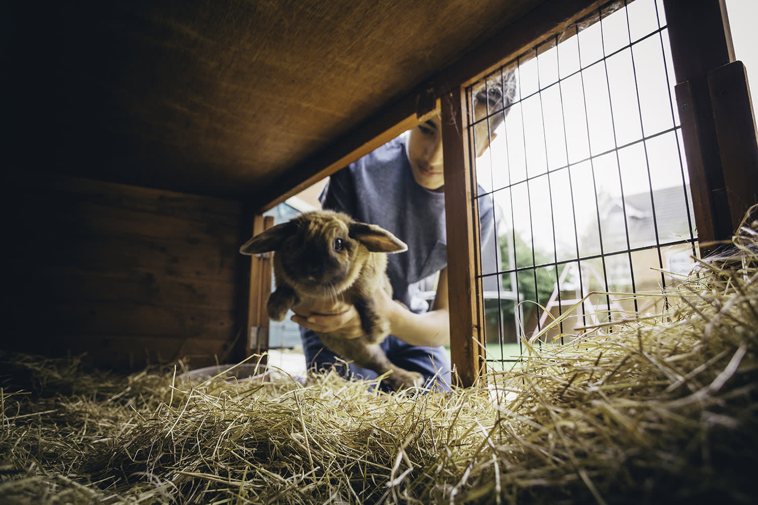 Een warme thuis voor je konijn: tips voor voeding en verblijf