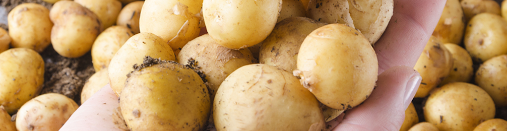 Aardappel 4 968x250px
