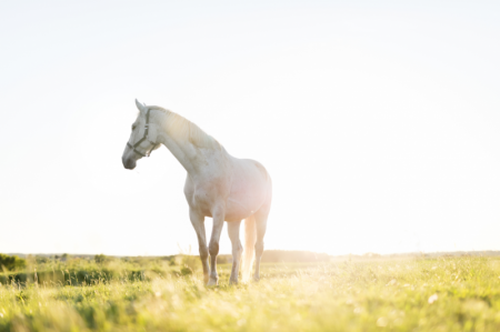 paard in ochtendzon