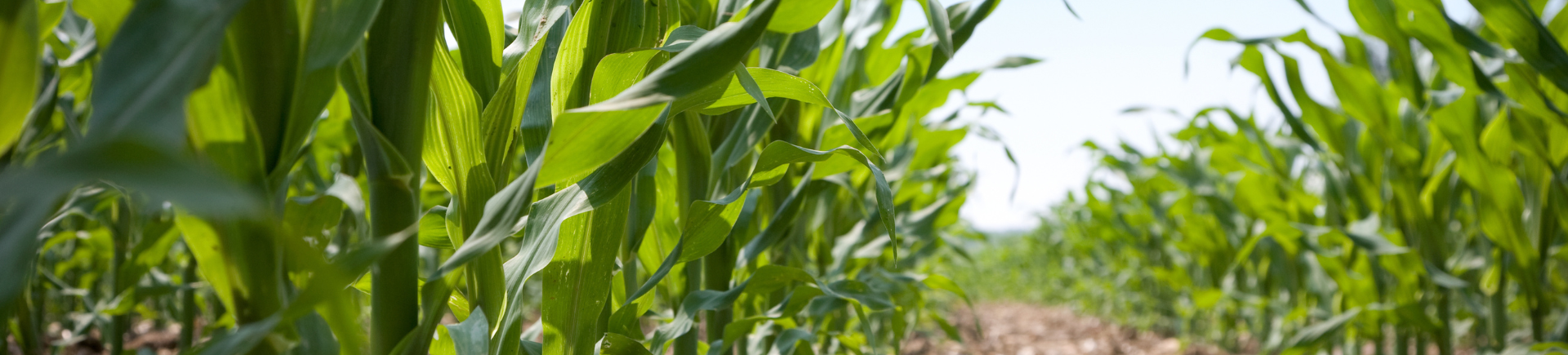 05.12.25_Nieuwsbrief_AH_Silomaïsrassen: sterke resultaten in de rassenproeven hero banner