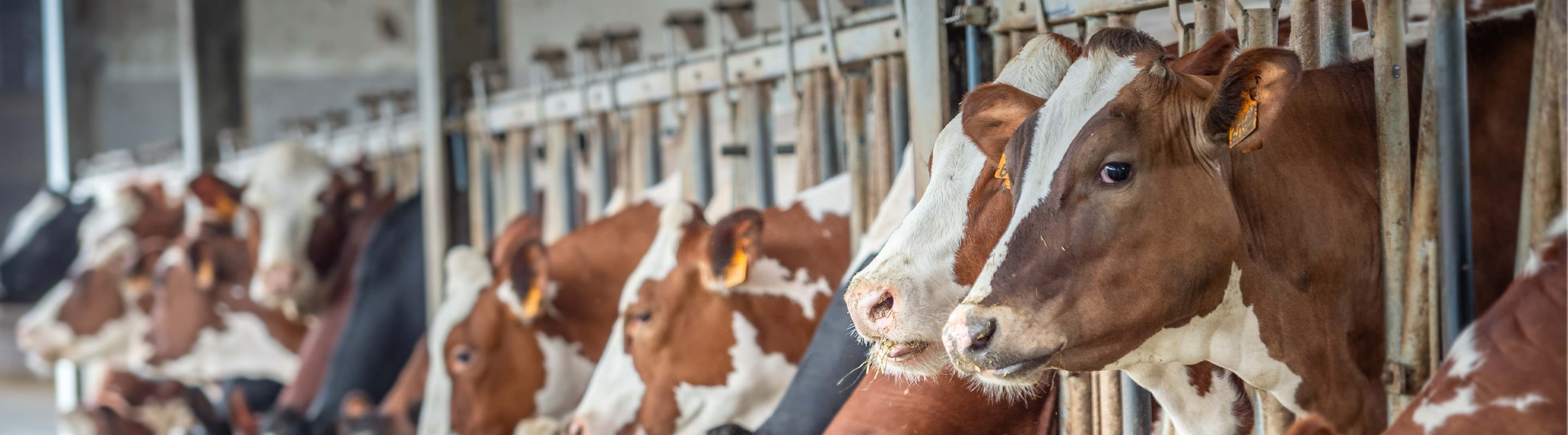 des vaches dans l'étable