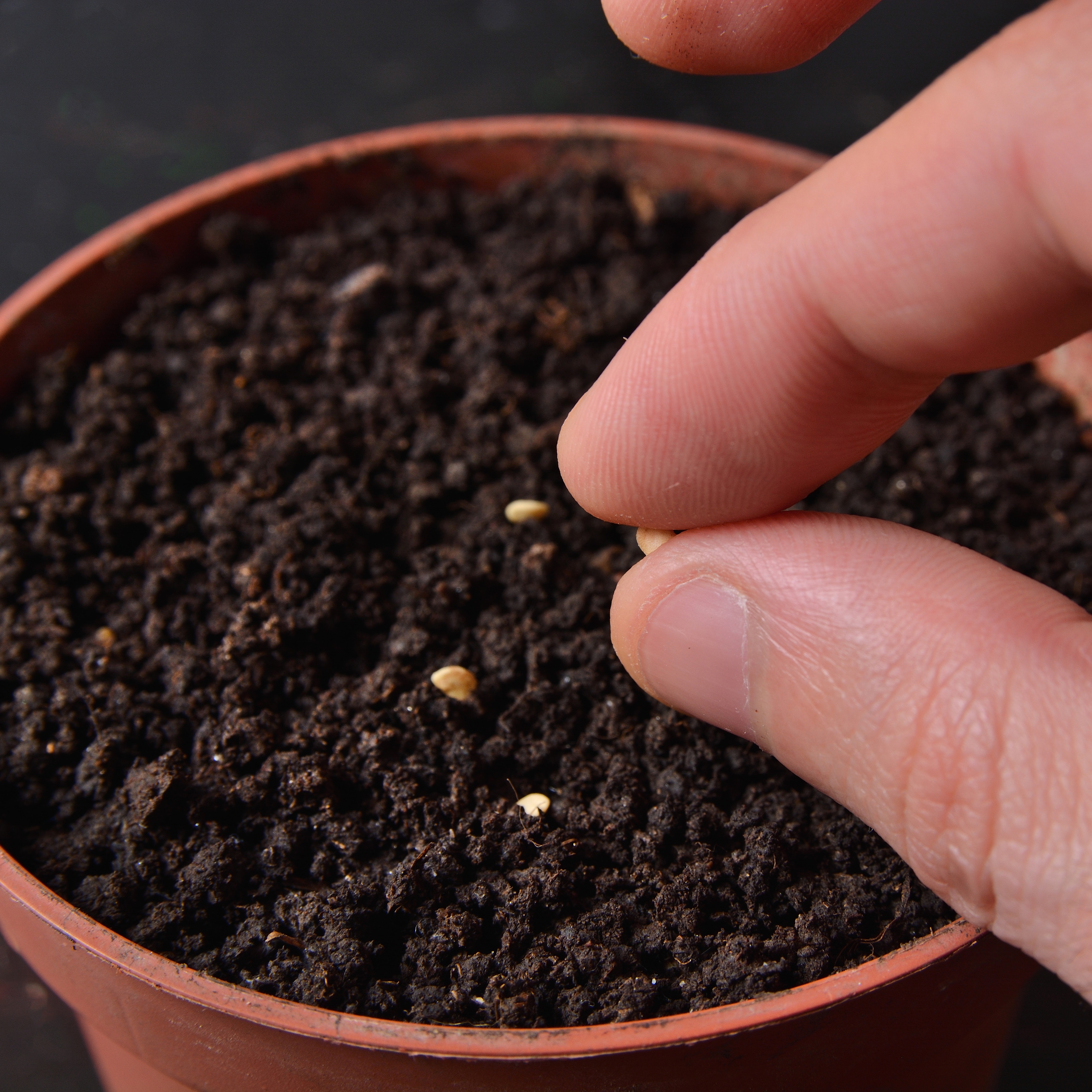 Image d’une main semant des graines dans un pot de terreau - Aveve