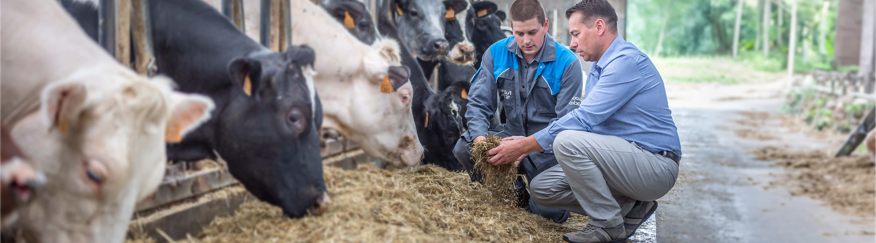 two men look at feeding the cows