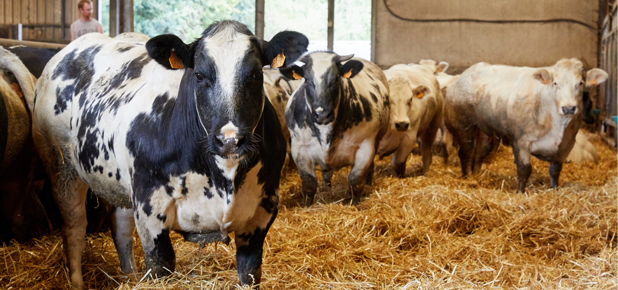 Zetmeelgehaalte 968x455px