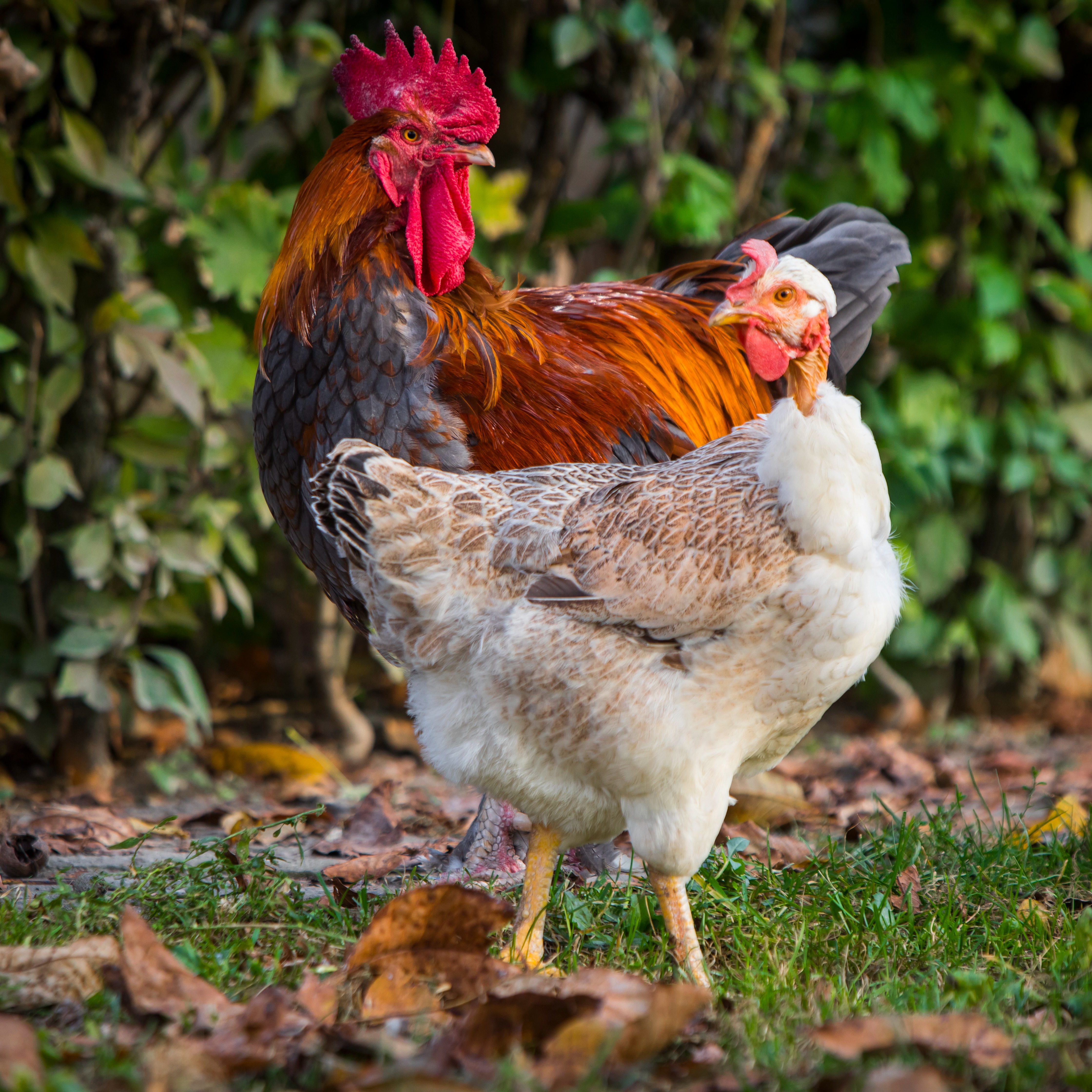 La Serama : un coq et une poule - Aveve 