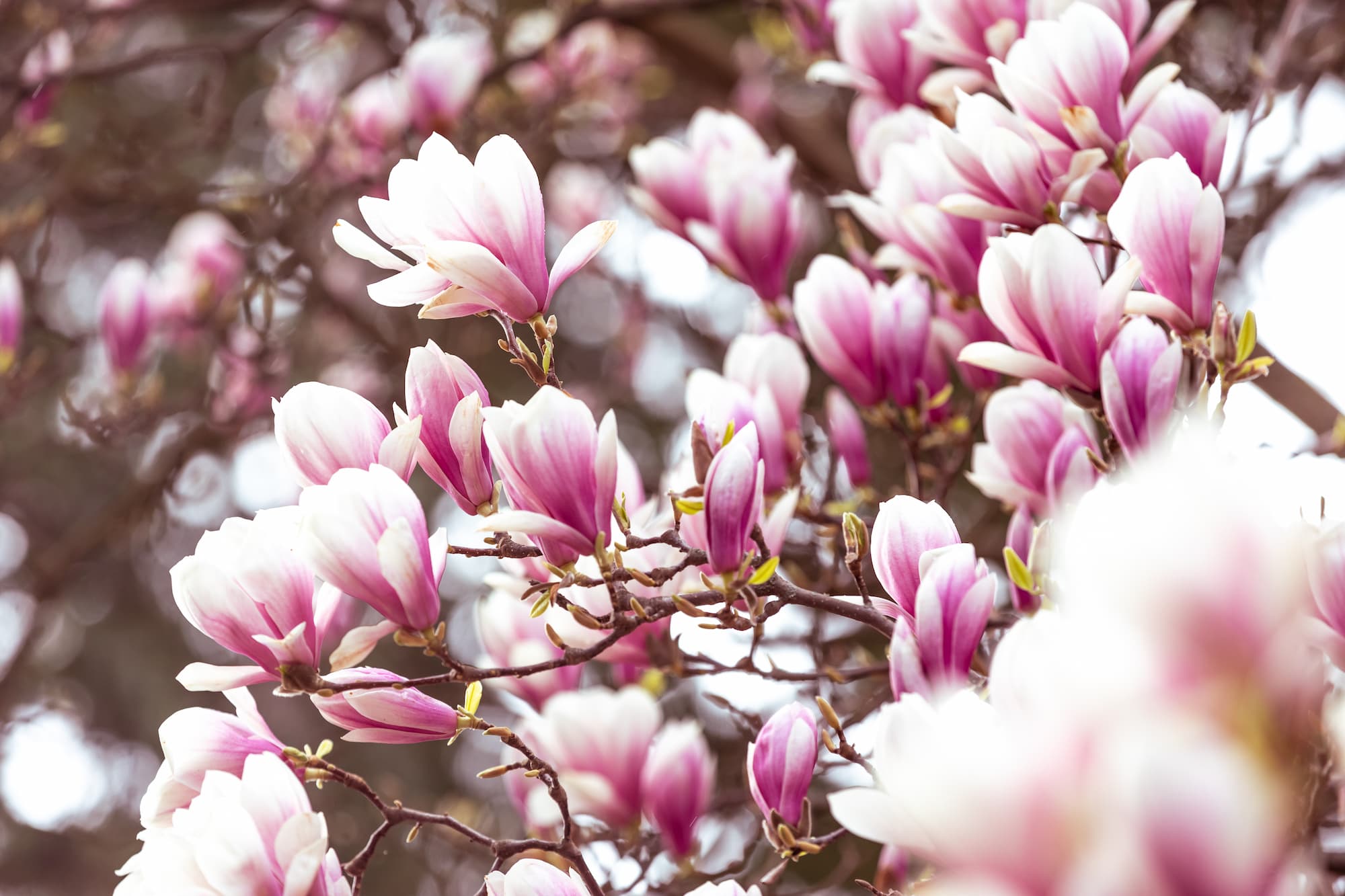 Grote magnoliaboom - Aveve