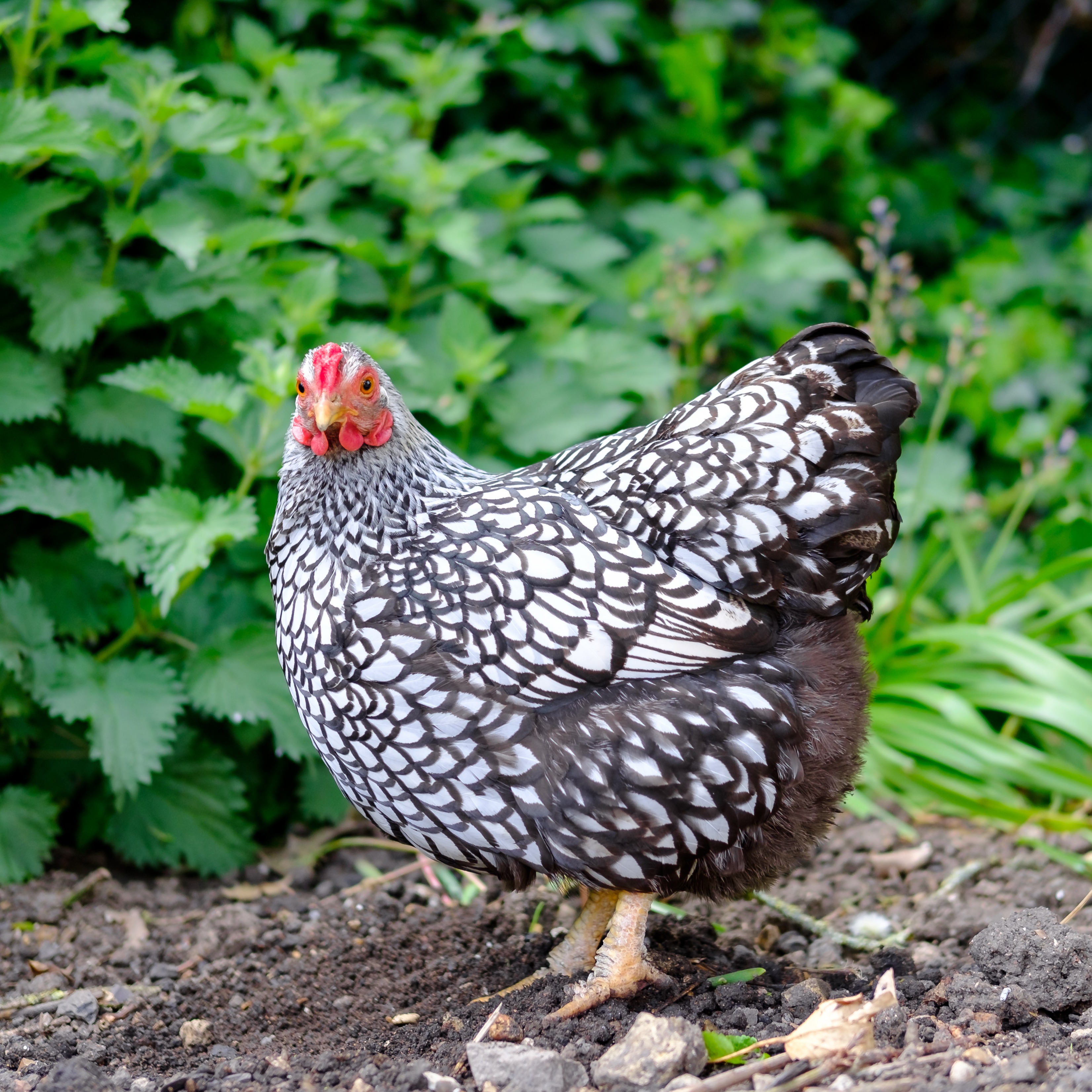 Races de poules : la poule naine - Aveve