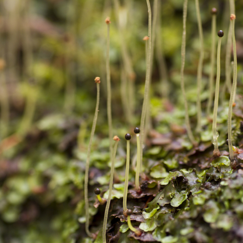 COMMENT ÉVITER QUE LA MOUSSE PROLIFÈRE DANS LE GAZON 