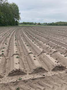 Spuitwijzer Open teelt 27 mei 2021