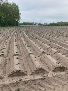 Spuitwijzer Open teelt 27 mei 2021